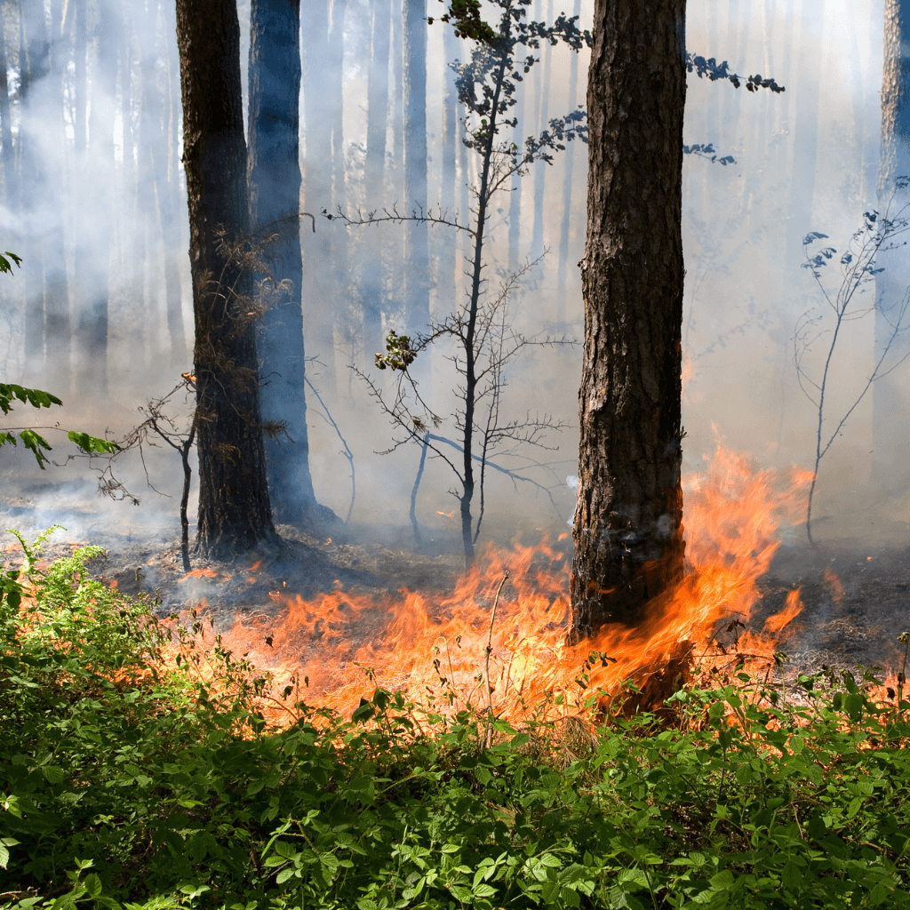 a forest fire is burning in the middle of a wooded area